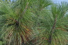 Pinus palustris Mill. resmi