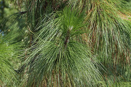 Pinus palustris Mill. resmi