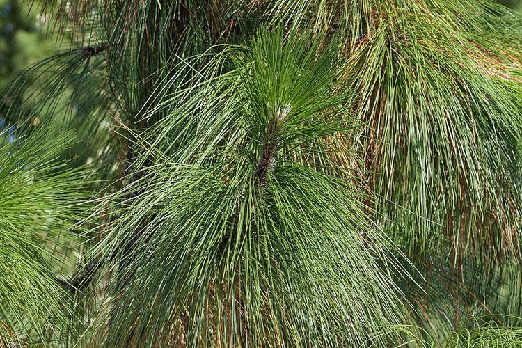 Pinus palustris Mill. resmi