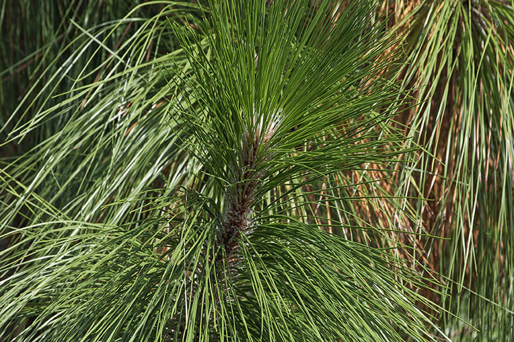 Pinus palustris Mill. resmi