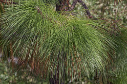 Pinus palustris Mill. resmi