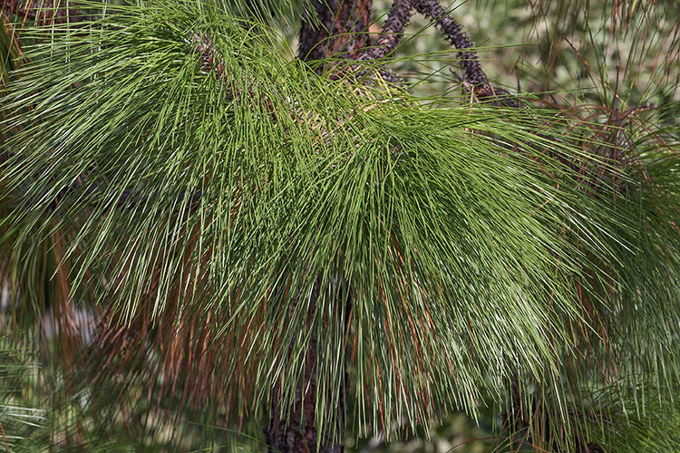 Pinus palustris Mill. resmi