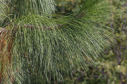 Pinus palustris Mill. resmi