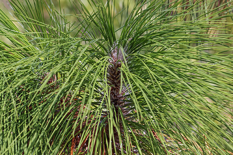 Pinus palustris Mill. resmi