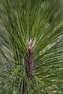 Pinus palustris Mill. resmi