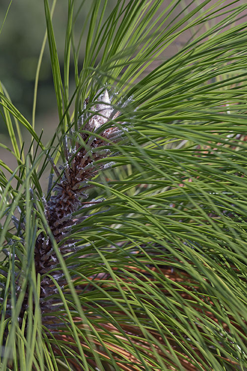 Pinus palustris Mill. resmi