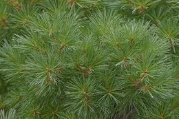 Image of Japanese White Pine