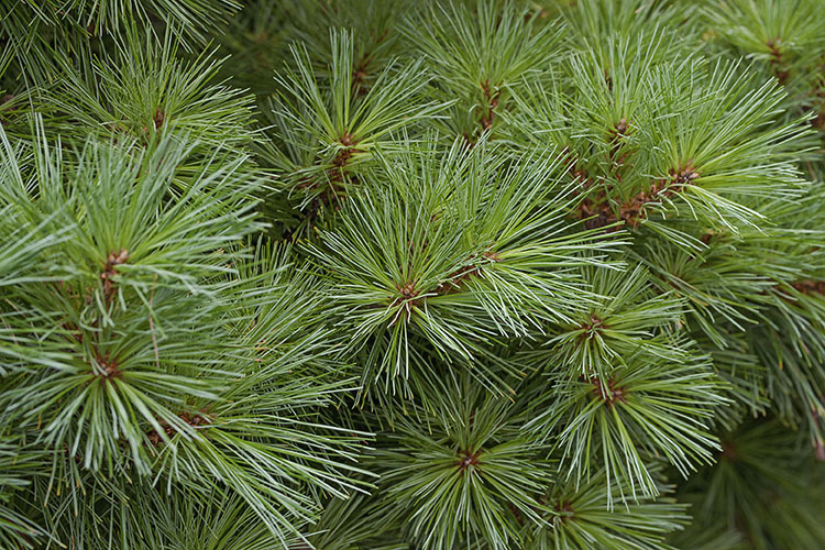 Image of Japanese White Pine