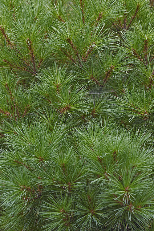 Image of Japanese White Pine