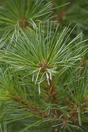 Image of Japanese White Pine