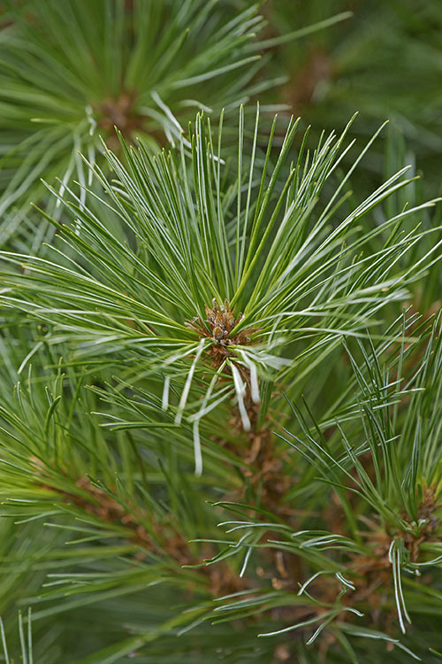 Image of Japanese White Pine