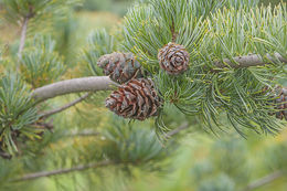 Image of Japanese White Pine