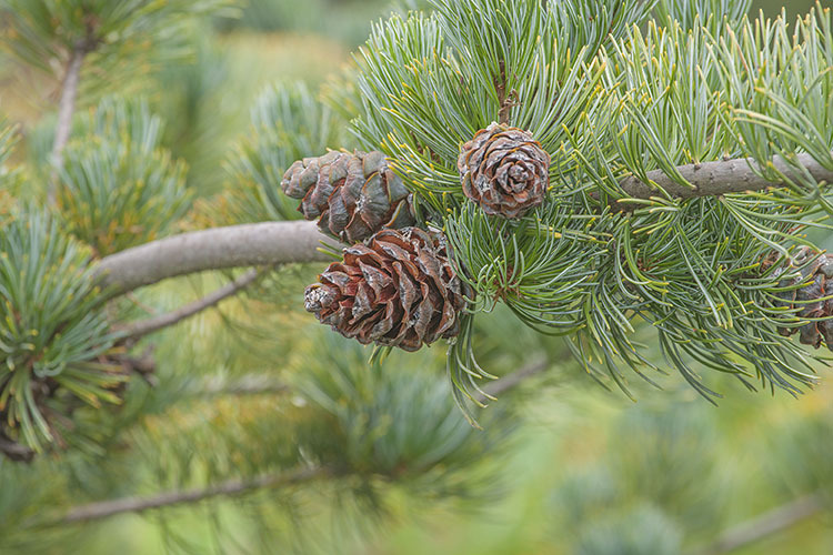 Image of Japanese White Pine