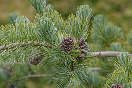 Image of Japanese White Pine