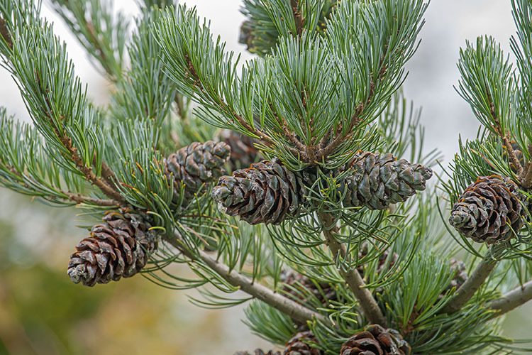 Image of Japanese White Pine