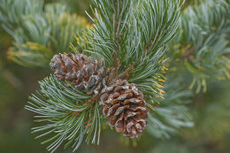 Image of Japanese White Pine