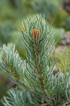 Image of Japanese White Pine