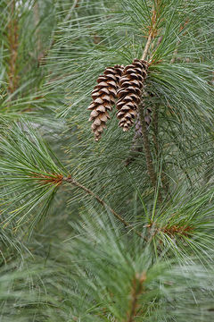 Image of eastern white pine