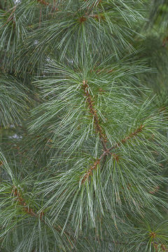 Image of eastern white pine