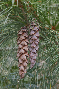 Image of eastern white pine