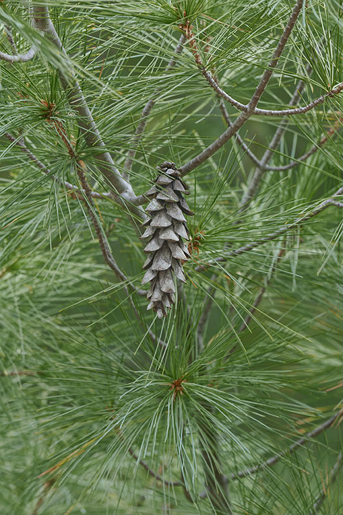 Image of eastern white pine
