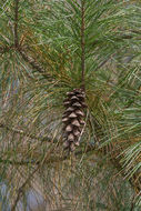 Image of eastern white pine