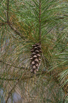 Image of eastern white pine