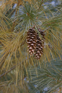 Image of eastern white pine