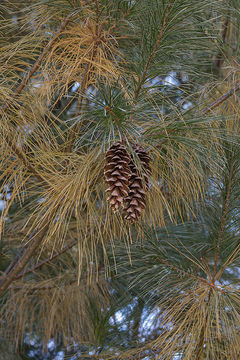 Image of eastern white pine