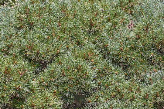 Image of eastern white pine