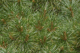 Image of eastern white pine