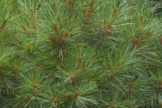 Image of eastern white pine