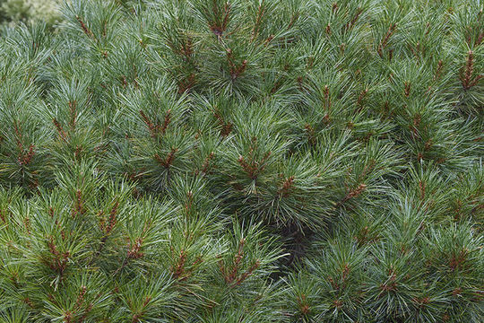 Image of eastern white pine