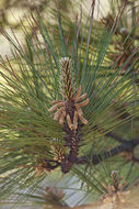 Image of Loblolly Pine