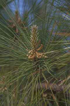 Image of Loblolly Pine