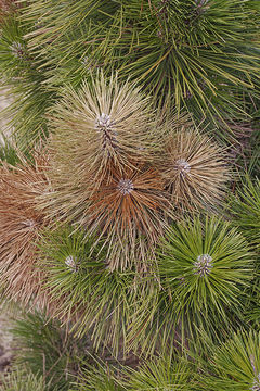 Image of Japanese Black Pine