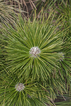 Image of Japanese Black Pine