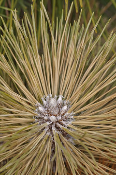 Image of Japanese Black Pine