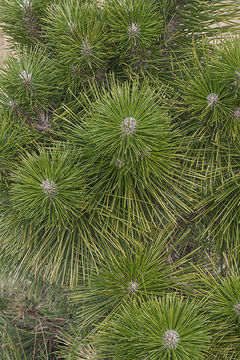 Image of Japanese Black Pine