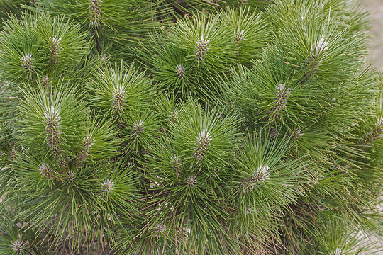 Image of Japanese Black Pine