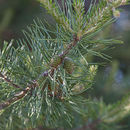 Image of Pinus virginiana Mill.