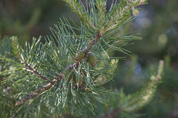 Plancia ëd Pinus virginiana Mill.