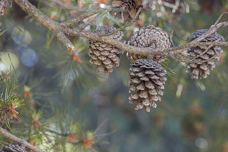 Image of Scrub Pine