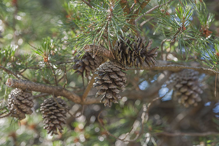 Plancia ëd Pinus virginiana Mill.