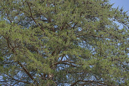 Image of Scrub Pine