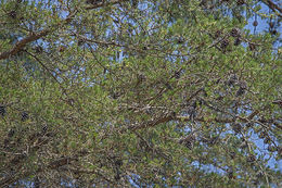 Image of Scrub Pine