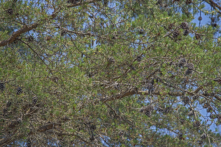 Plancia ëd Pinus virginiana Mill.