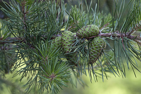 Plancia ëd Pinus virginiana Mill.