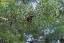 Plancia ëd Pinus virginiana Mill.