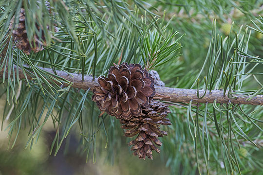 Plancia ëd Pinus virginiana Mill.